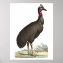 Recherche de shaw Nature