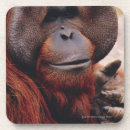 Suche nach orang utan untersetzer Säugetier
