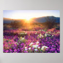 Suche nach verben poster Wildblume