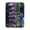 Recherche de violett magnete Printemps