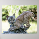 Recherche de lynx canadien posters Félin