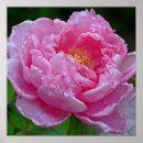 Recherche de poney rose posters Pivoines