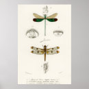 Suche nach spiders poster Insects