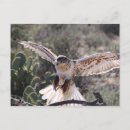 Recherche de envergure cartes postales Oiseau