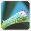 Recherche de chenille verte autocollants Insecte