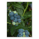 Recherche de myrtilles cartes postales Frais