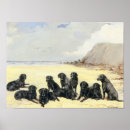 Suche nach goldener labrador poster Gelb