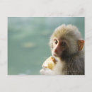 Recherche de monkey cartes postales Animal