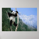Suche nach pandabär poster Wild