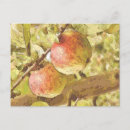 Suche nach roter apfel postkarten Frucht