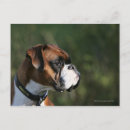 Recherche de boxer dog posters Canine photographer