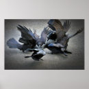 Recherche de corvids posters Nature