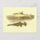 Recherche de marteau cartes postales Requin