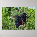 Recherche de raisin posters Illustration vintage