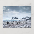 Recherche de climat vœux cartes Pingouin