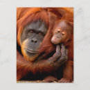 Recherche de orang outan cartes postales Grand singe