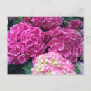 Recherche de rose clair cartes postales Floral