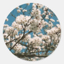 Recherche de sakura autocollants Le japon