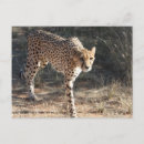 Suche nach cheetah postkarten Große katze