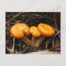 Suche nach orange pilz poster Fotografie