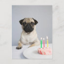 Suche nach mops party postkarten Lustig