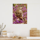 Recherche de callicarpa Violet