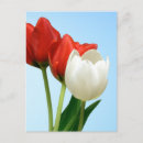 Recherche de tulipe blanche cartes postales Fleurs