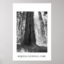 Suche nach riesiger baum poster Rotholz