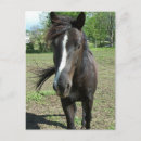 Recherche de peintures de cheval cartes postales Animaux
