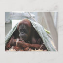 Recherche de orang outan cartes postales Amour