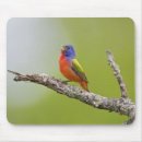 Recherche de oiseaux chanteurs tapis souris Nature