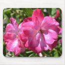 Recherche de 365flowers Nature