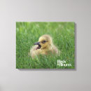 Suche nach vogelbeobachtung kunst Vogelbeobachter