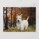 Recherche de scottish terrier cartes postales Animaux