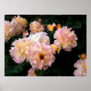 Suche nach bunte rosen poster Rosa rose