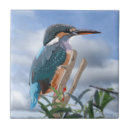 Suche nach raubvögel fliesen Blau