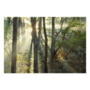 Suche nach welterbe poster Baum