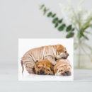 Suche nach shar pei postkarten Hagebiss