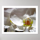 Suche nach flora poster Exotisch