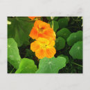 Recherche de nasturtiums cartes postales Jardin