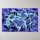 Suche nach hydrangea blume poster Blau