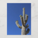 Recherche de saguaro cactus cartes postales Désert