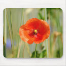 Recherche de champ maïs tapis souris Agriculture