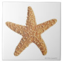 Suche nach starfish fliesen Meereswelt