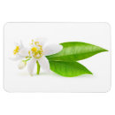 Suche nach floh magnete Blüte