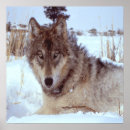 Suche nach grey wolf poster Animal