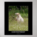 Suche nach spirit bear poster Tragen