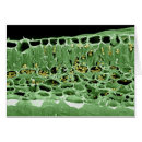 Recherche de coupe monde cartes postales Vue en gros plan