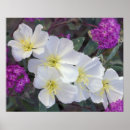 Suche nach kalifornien staat poster Rosa