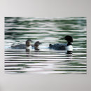Suche nach gemeiner loon Loons
